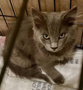 ASH -  Domestic Short Hair Cat for Adoption in San Jose, California - ASH | PetCurious