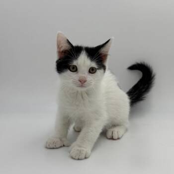 Brainy Janie -  Domestic Short Hair Cat for Adoption in State College, Pennsylvania - Brainy Janie | PetCurious