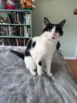 Gabby -  Domestic Short Hair Cat for Adoption in Birmingham, Alabama - Gabby | PetCurious