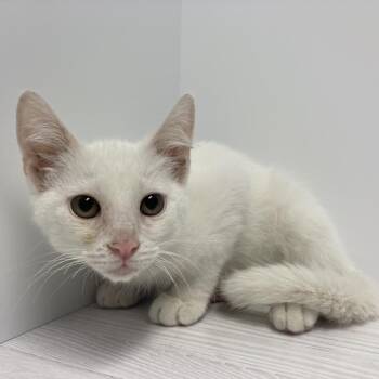 Chalk -  Domestic Short Hair Cat for Adoption in Dayton, Ohio - Chalk | PetCurious