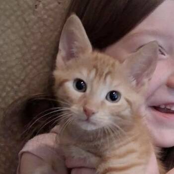 Marbles -  Domestic Long Hair Cat for Adoption in Parkersburg, West Virginia - Marbles | PetCurious