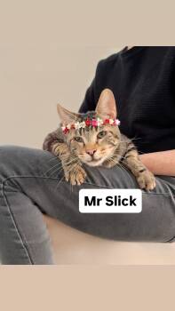 Domestic Short Hair Cats Available for Adoption in Walnut Creek, California - Mr Slick Martinez | PetCurious