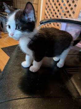 Rescue Domestic Short Hair Cats for Adoption in Arthur, Ontario - Panda | PetCurious