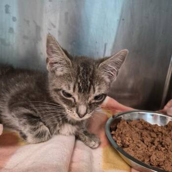 Love -  American Shorthair Cat for Adoption in Oak Ridge, Tennessee - Love | PetCurious