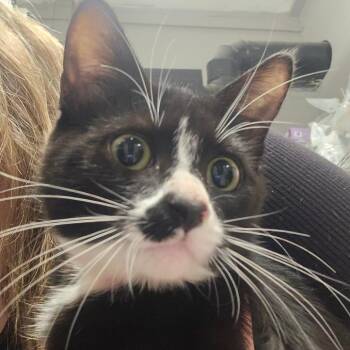 Mcduff -  Domestic Short Hair Cat for Adoption in Spokane, Washington - Mcduff | PetCurious