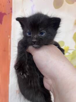 CRISTIANO -  Domestic Short Hair Cat for Adoption in San Bernardino, California - CRISTIANO | PetCurious