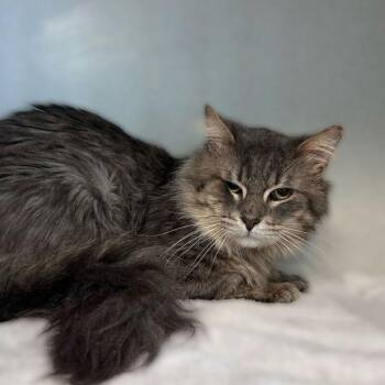 Domestic Medium Hair Cats Available for Adoption in Davenport, Iowa - Jack In The Box | PetCurious