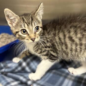 Paul- 52168 -  Domestic Short Hair Cat for Adoption in Columbia, Maryland - Paul- 52168 | PetCurious