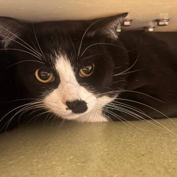 Charlie -  Domestic Short Hair Cat for Adoption in Norman, Oklahoma - Charlie | PetCurious