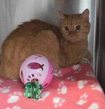 Athena -  Domestic Short Hair Cat for Adoption in Conway, South Carolina - Athena | PetCurious