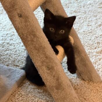 Riley -  Domestic Short Hair Cat for Adoption in Columbia, Missouri - Riley | PetCurious