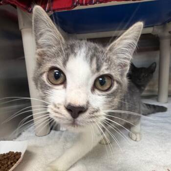 Howard -  Domestic Short Hair Cat for Adoption in Philadelphia, Pennsylvania - Howard | PetCurious