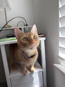 Mama Bluebell -  Domestic Short Hair Cat for Adoption in Bryan, Texas - Mama Bluebell | PetCurious