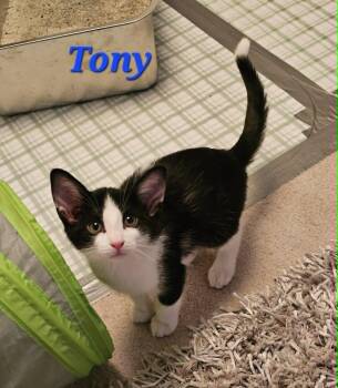 Domestic Short Hair Cats Available for Adoption in Kitchener, Ontario - Tony | PetCurious