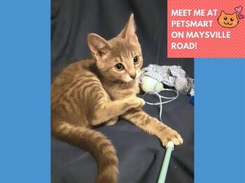 Rescue Domestic Short Hair Cats for Adoption in Fort Wayne, Indiana - OLIVIA | PetCurious