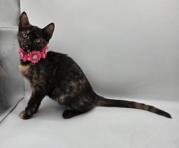 Willa -  Domestic Short Hair and Tortoiseshell Cat for Adoption in Magnolia Springs, Alabama - Willa | PetCurious
