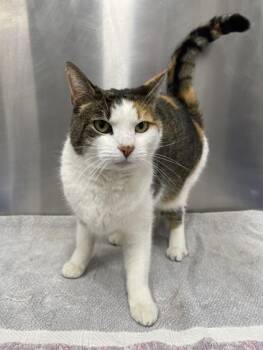 Domestic Short Hair Cats Available for Adoption - NISSAN | PetCurious