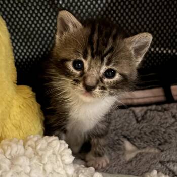 Domestic Short Hair Cats Available for Adoption in Long Beach, California - Snorlax | PetCurious
