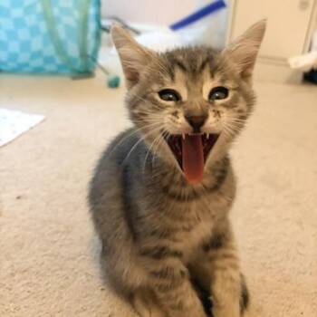 Freddy 2 -  Domestic Short Hair Cat for Adoption in Cumming, Georgia - Freddy 2 | PetCurious