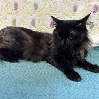 Neverita -  Domestic Medium Hair Cat for Adoption in Long Beach, California - Neverita | PetCurious