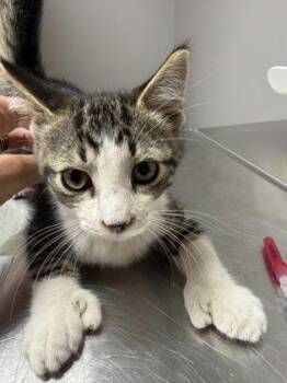 Elara -  Domestic Short Hair Cat for Adoption in Pequot Lakes, Minnesota - Elara | PetCurious