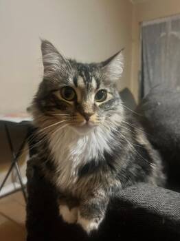 Maine Coon and Norwegian Forest Cat Cats Available for Adoption in Phoenix, Arizona - Paco BONDED With Lili | PetCurious