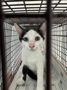 A2478661 -  Domestic Short Hair Cat for Adoption in Fort Lauderdale, Florida - A2478661 | PetCurious