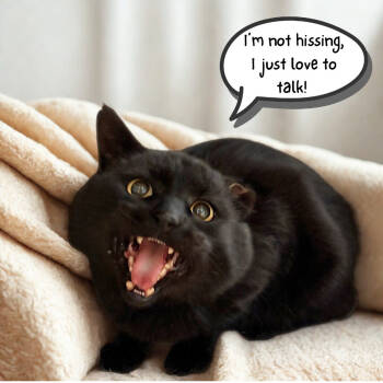 Rescue Domestic Short Hair Cats for Adoption in Chattanooga, Tennessee - Renaldo | PetCurious