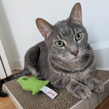 Boxx -  Domestic Short Hair Cat for Adoption in Chicago, Illinois - Boxx | PetCurious