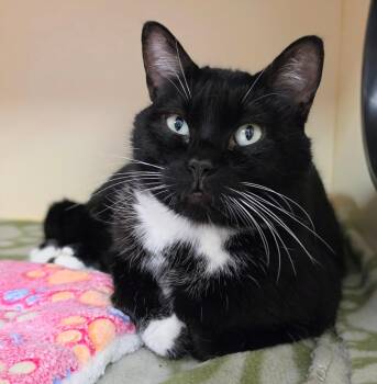 Matt Berry -  Domestic Short Hair Cat for Adoption in Bloomington, Indiana - Matt Berry | PetCurious