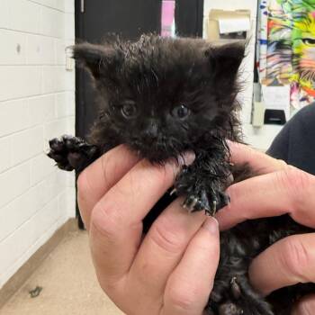 Domestic Long Hair Cats Available for Adoption in Ardmore, Oklahoma - Ella Mae | PetCurious