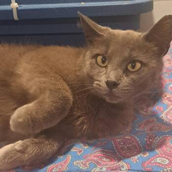 Lady Grey 1 yr -  Domestic Short Hair and Chartreux Cat for Adoption in London, Ontario - Lady Grey 1 Yr | PetCurious