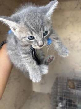 Wallie -  Domestic Short Hair Cat for Adoption in Honolulu, Hawaii - Wallie | PetCurious