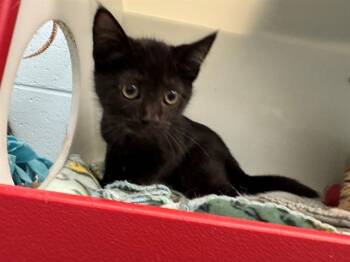 CAYDEN -  Domestic Short Hair Cat for Adoption in Peoria, Illinois - CAYDEN | PetCurious