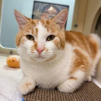 Domestic Short Hair Cats Available for Adoption - Daxton | PetCurious