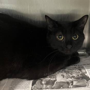 Domestic Short Hair Cats Available for Adoption in Oak Park, Illinois - Wednesday | PetCurious