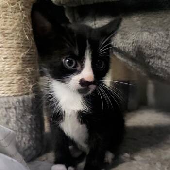 Xavier 11 -  Domestic Short Hair Cat for Adoption in Austin, Texas - Xavier 11 | PetCurious