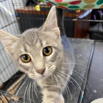 Iris -  Domestic Short Hair Cat for Adoption in Duncan, Oklahoma - Iris | PetCurious