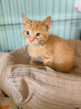 Arlo & Bailey -  Domestic Short Hair Cat for Adoption in Warren, Ohio - Arlo & Bailey | PetCurious