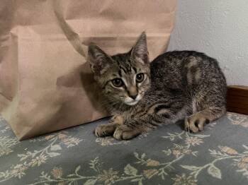 OLIVE AND BUNNY -  Dilute Tortoiseshell and Tabby Cat for Adoption in Walnut Creek, California - OLIVE AND BUNNY | PetCurious