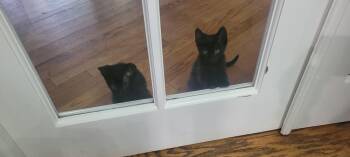 Antelope -  Domestic Short Hair Cat for Adoption - Antelope | PetCurious