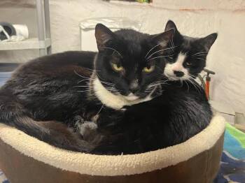 Pinky & Charlie -  Domestic Short Hair Cat for Adoption in Philadelphia, Pennsylvania - Pinky & Charlie | PetCurious