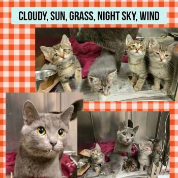 Andes -  Domestic Short Hair Cat for Adoption in Wheeling, Illinois - Andes | PetCurious
