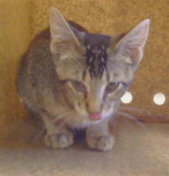 DOCKER -  Domestic Short Hair Cat for Adoption in Sacramento, California - DOCKER | PetCurious