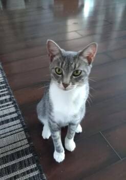 Shadow -  Domestic Short Hair Cat for Adoption in Wendell, North Carolina - Shadow | PetCurious