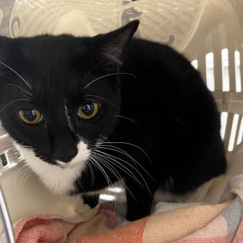 Domestic Short Hair Cats Available for Adoption in Tampa, Florida - Miller | PetCurious