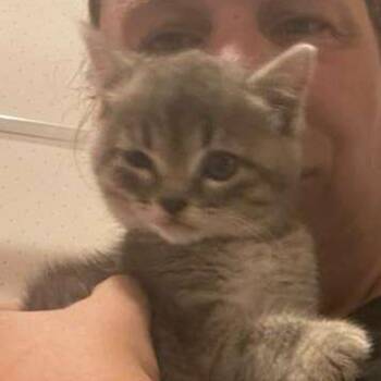 Alessa -  Domestic Short Hair Cat for Adoption in Winchester, Virginia - Alessa | PetCurious