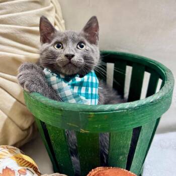 Nash -  Russian Blue and Extra Toes Cat Hemingway Polydactyl Cat for Adoption in Coral Gables, Florida - Nash | PetCurious