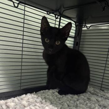 Kubota -  Domestic Short Hair Cat for Adoption in Chico, California - Kubota | PetCurious