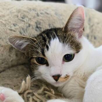Rescue Domestic Short Hair Cats for Adoption in Vallejo, California - Aster | PetCurious